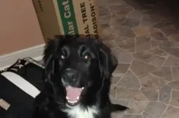 Missing dog Springfield, photo: Lost Retriever Mix: Black Coat & Purple Harness