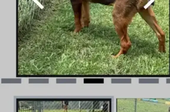 Lost Skittish Pup: Danielle on Brookshire