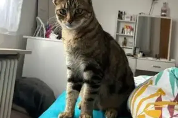 Chat perdu à Maxéville depuis le 22 juin - photo