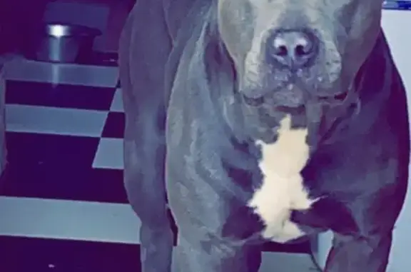 Missing dog Miami, photo: Lost Pitbull Bentley: Grey with White Chest