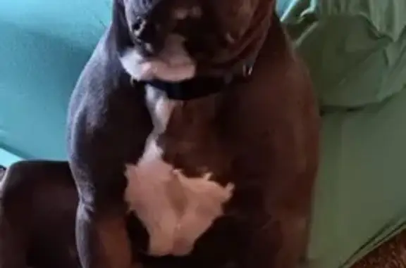 Lost Dog on N. Harrison St, Rushville