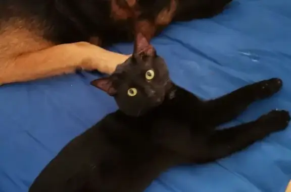 Lost Cat Joey: Black with Whit...