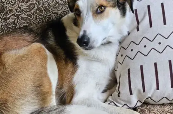 Lost: 50lb White/Brown Dog, Chesaning