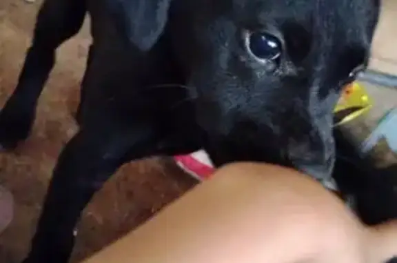 Lost Goofy Black Dog on Bowen Rd 494