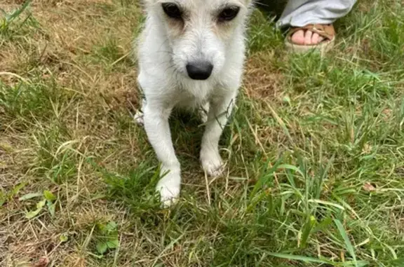 Chien trouvé Savonnières, photo: Chien trouvé Rue du Paradis, Savonnières