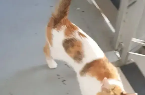 Chat trouvé Fontenay-sous-Bois, photo: Chat blanc et roux trouvé à Fontenay-sous-Bois