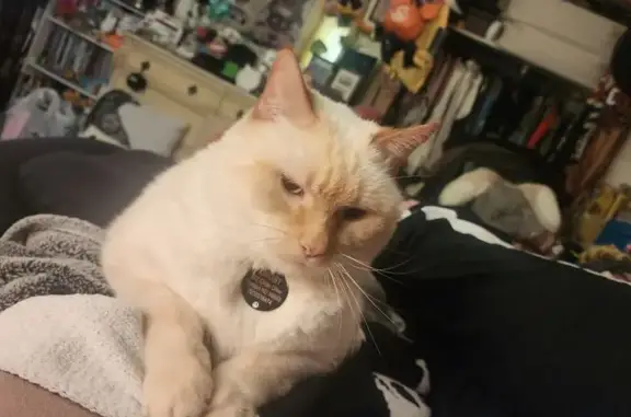 Missing cat , photo: Lost: Friendly Siamese Cat in Trenton, ND