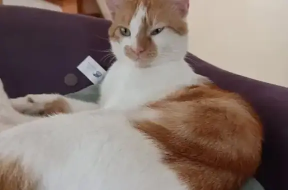 Animaux perdus Maël-Carhaix, photo: Chat perdu blanc et roux à Maël-Carhaix