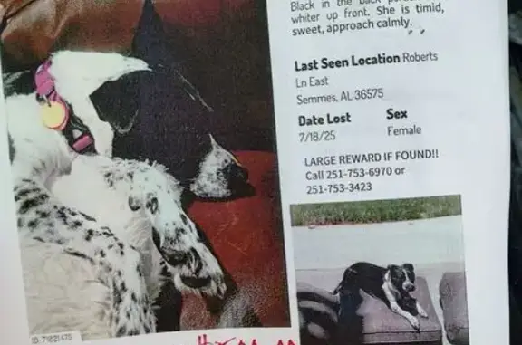 Missing dog Semmes, photo: Lost Dog: Black & White, Skittish - Semmes