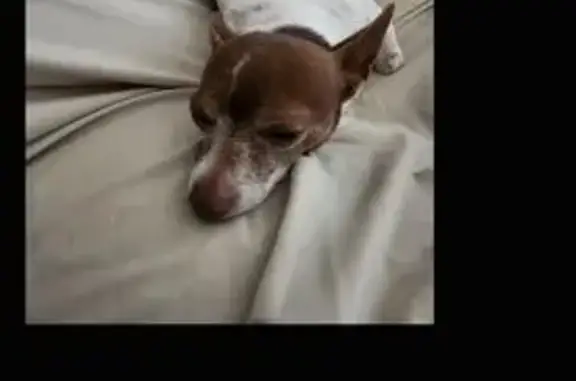 Lost Chihuahua: Pedro on Campbell Rd, Houston