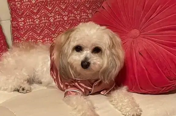 Lost Dog: White with Brown Patches, Tulsa