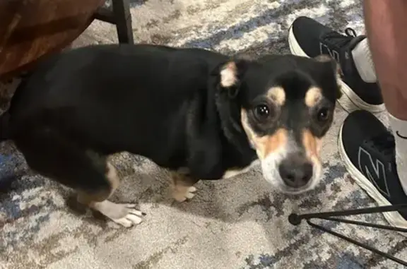 Found pets Madison, photo: Found: Small Female Dog in Madison