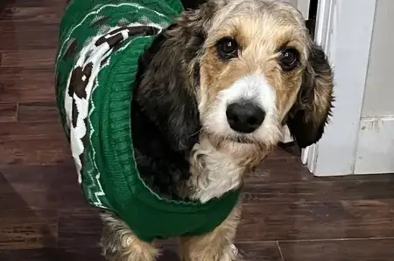 Lost Bernedoodle on Winchester Street