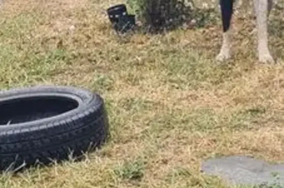 Animaux trouvés Gannat, photo: Chien Border Collie trouvé à Gannat