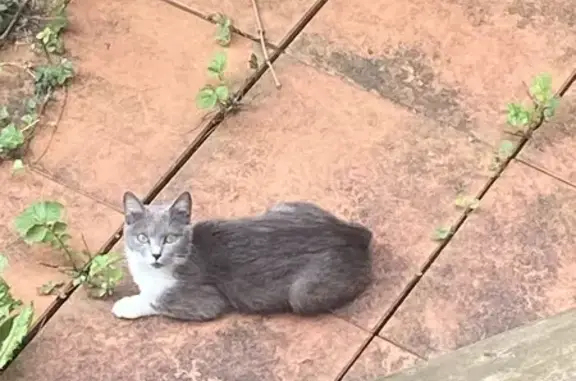 Animaux trouvés Charleville-Mézières, photo: Chat gris et blanc perdu à Charleville