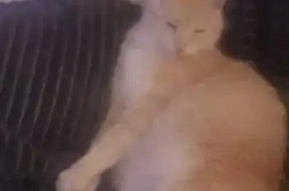 Animaux perdus Orgères-en-Beauce, photo: Chat crème et blanc perdu à Orgères-en-Beauce