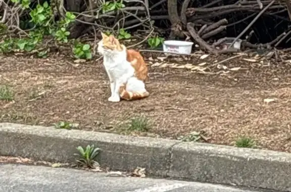 Animaux trouvés , photo: Chat orange-blanc trouvé à Saint-Aubin