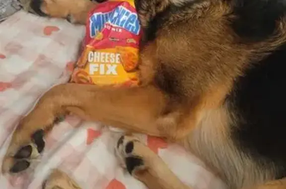 Lost Dog: Black & Tan, Very Friendly
