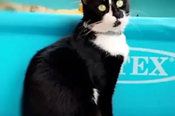 Chat perdu, Vic-le-Comte, photo: Chat mâle castré perdu à Vic-le-Comte