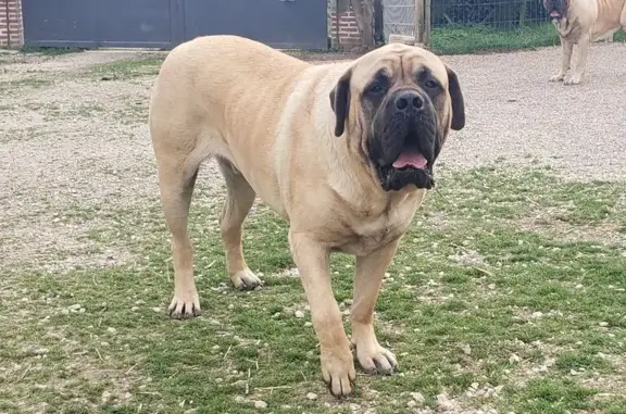 Chien fauve perdu, sociable, Lapeyrouse - photo