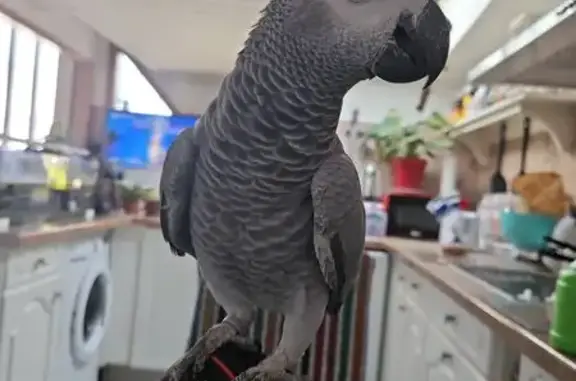 Animaux perdus Blanquefort, photo: Perdu : Perroquet Gris du Gabon baguée