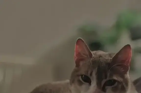 Animaux perdus Tarbes, photo: Chat perdu : Snow, mâle gris et blanc, Tarbes