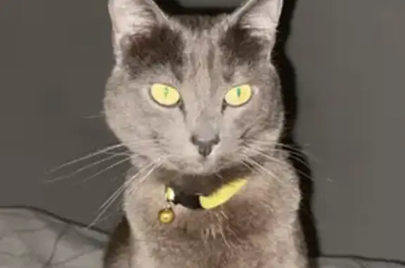 Chat gris perdu, collier jaune, Agde - photo