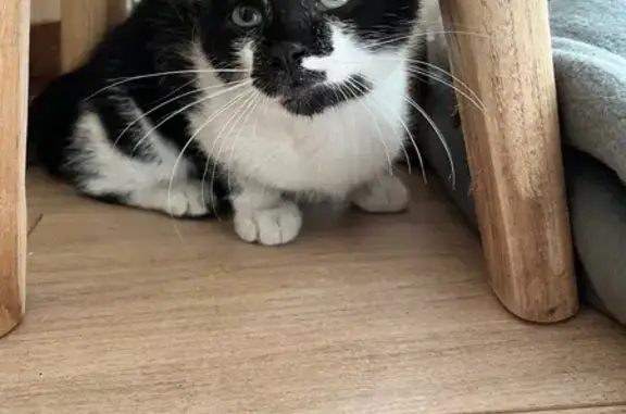 Chaton noir et blanc trouvé à St Denis - photo