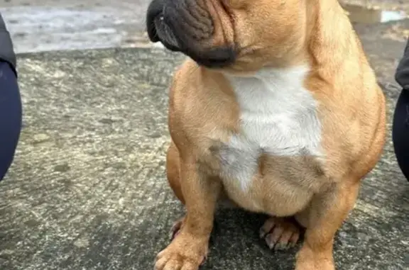 Bouledogue fauve perdu à Clohars-Carnoët - photo