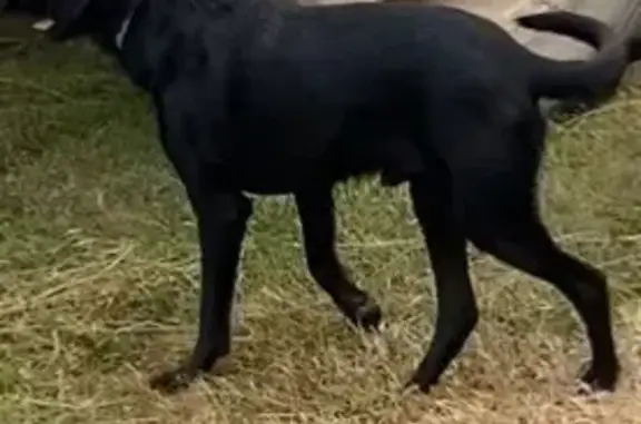 Tango, chien croisé perdu à Talensac - photo