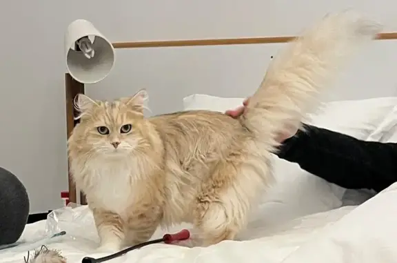 Lost pets Cape Town, photo: Lost Sand-Colored Siberian Cat in Cape Town