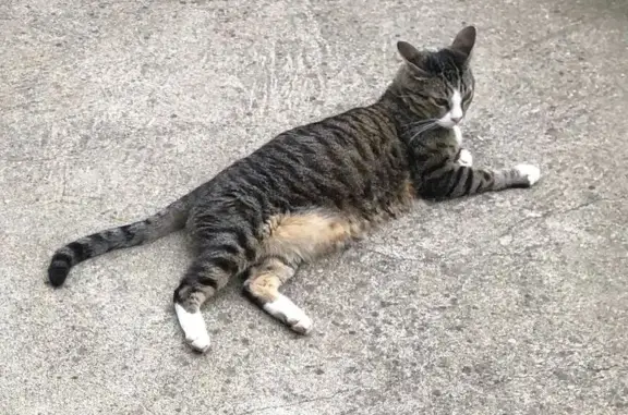 Chat perdu, Clermont-Ferrand, photo: Chat perdu gris/blanc Rue d'Orcines