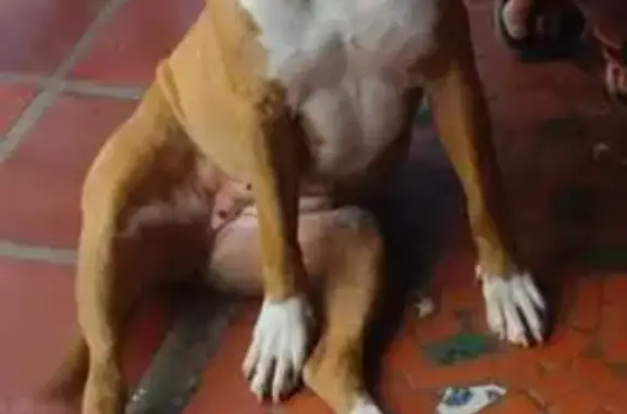 cachorro desaparecida