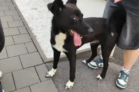 Chien trouvé Aumetz, photo: Chien noir trouvé à Aumetz, pattes blanches