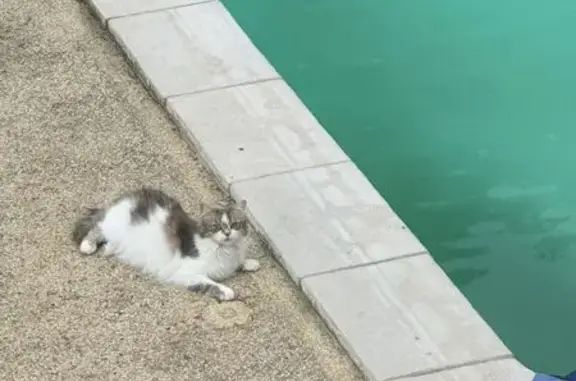 Animaux perdus Annonay, photo: Chatte blanche et grise perdue à Annonay