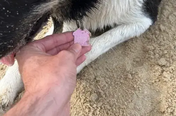 Animaux trouvés Noirmoutier-en-l'Île, photo: Chien noir et blanc trouvé à Noirmoutier