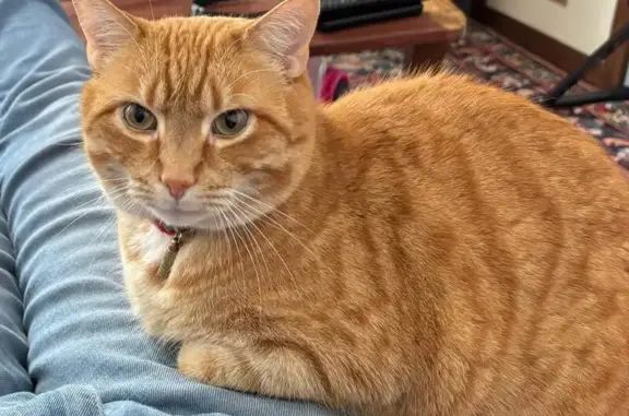 Animaux perdus Toulon, photo: Chat roux mâle perdu, collier rouge, Toulon