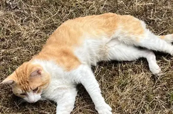 Chat trouvé Montauban, photo: Chat roux âgé trouvé, sociable, Montauban