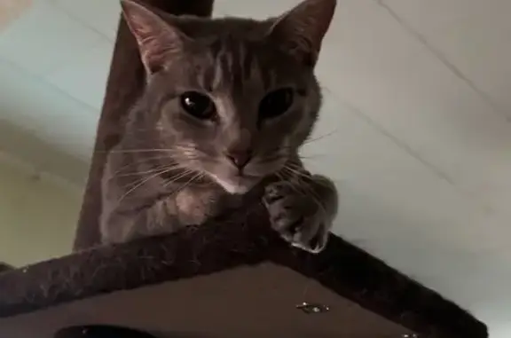 Found pets St. Louis, photo: Young Gray Tabby Found in Bevo Mill