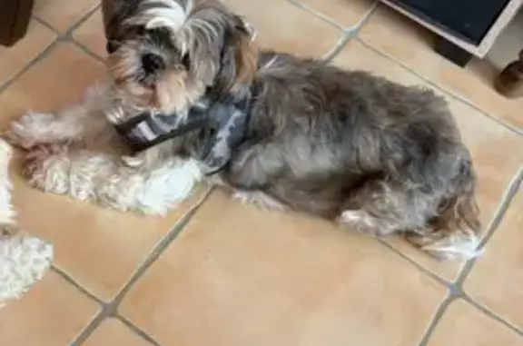 Chien perdu Ploubazlanec, photo : Perdue: Shi-Tzu 6 ans, craintive, Ploubazlanec