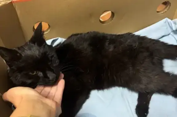 Animaux trouvés Cézy, photo: Chat noir trouvé déshydraté à Cézy