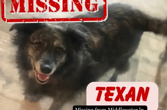 Help Find Texan: Lost Dog in Katy, TX