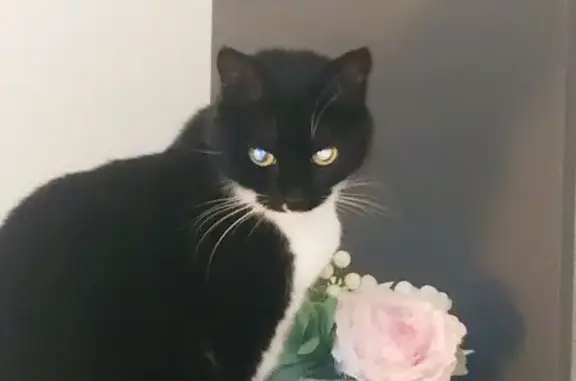 Chatte perdue : museau noir, trait blanc - photo