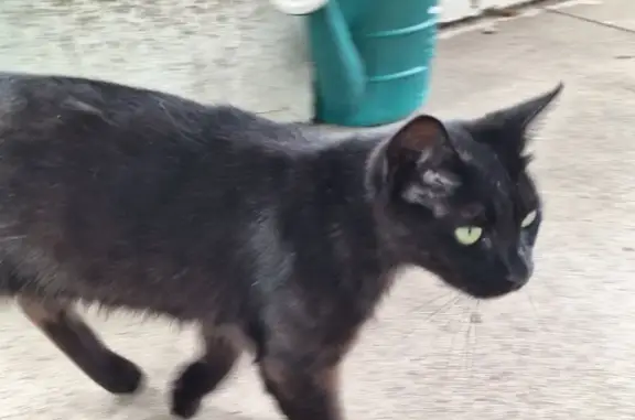Found pets Dayton, photo: Found: Small Black Cat on Pritz Ave