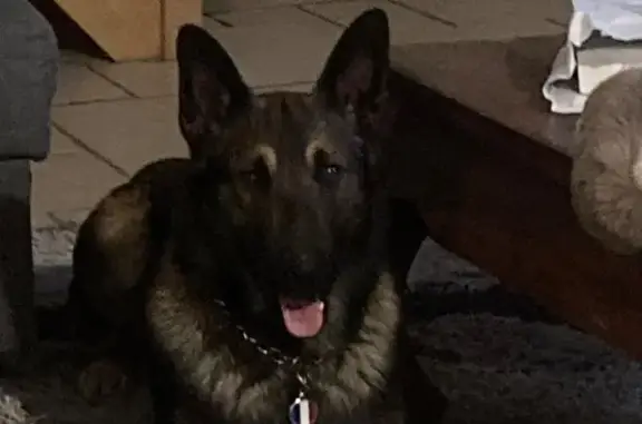 Chien perdu : Sky, grand et craintif, Le Thor - photo