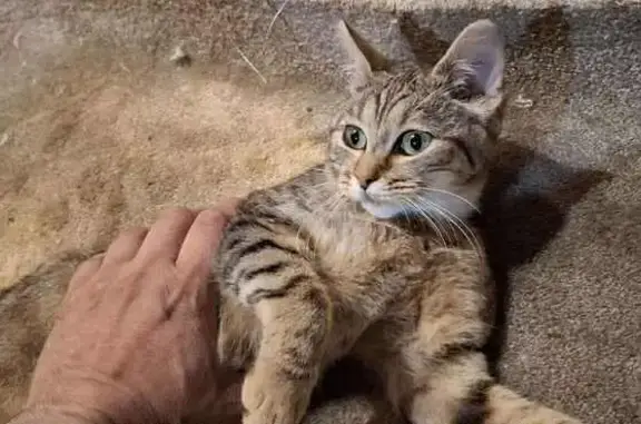 Chatte tigrée perdue à Cherbourg - photo