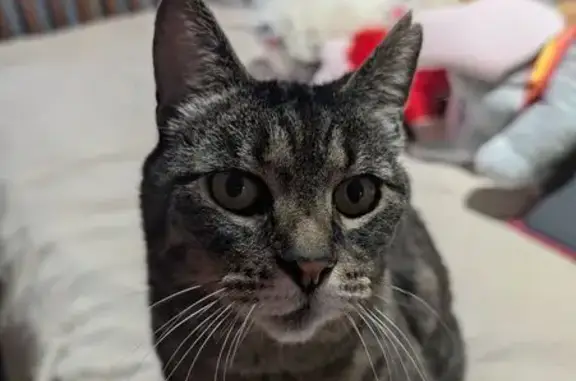 Lost Cat: Notch in Ear, Keizer Area