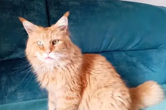 Chat perdu, Avignon, photo: Maine Coon roux perdu à Avignon
