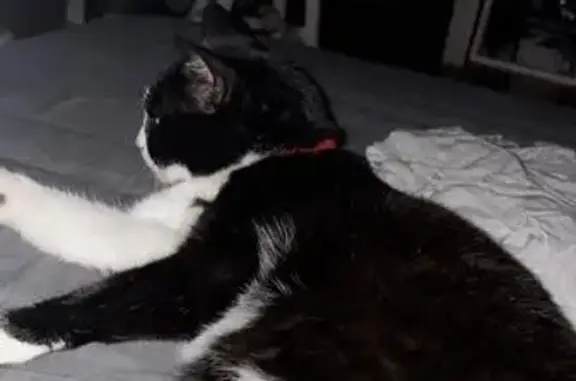 Chatte perdue, noire et blanche, Besançon - photo