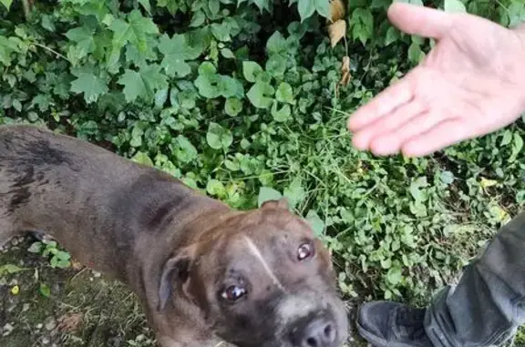 Found dog Dayton, photo: Friendly Dog Found on West Fairview Ave